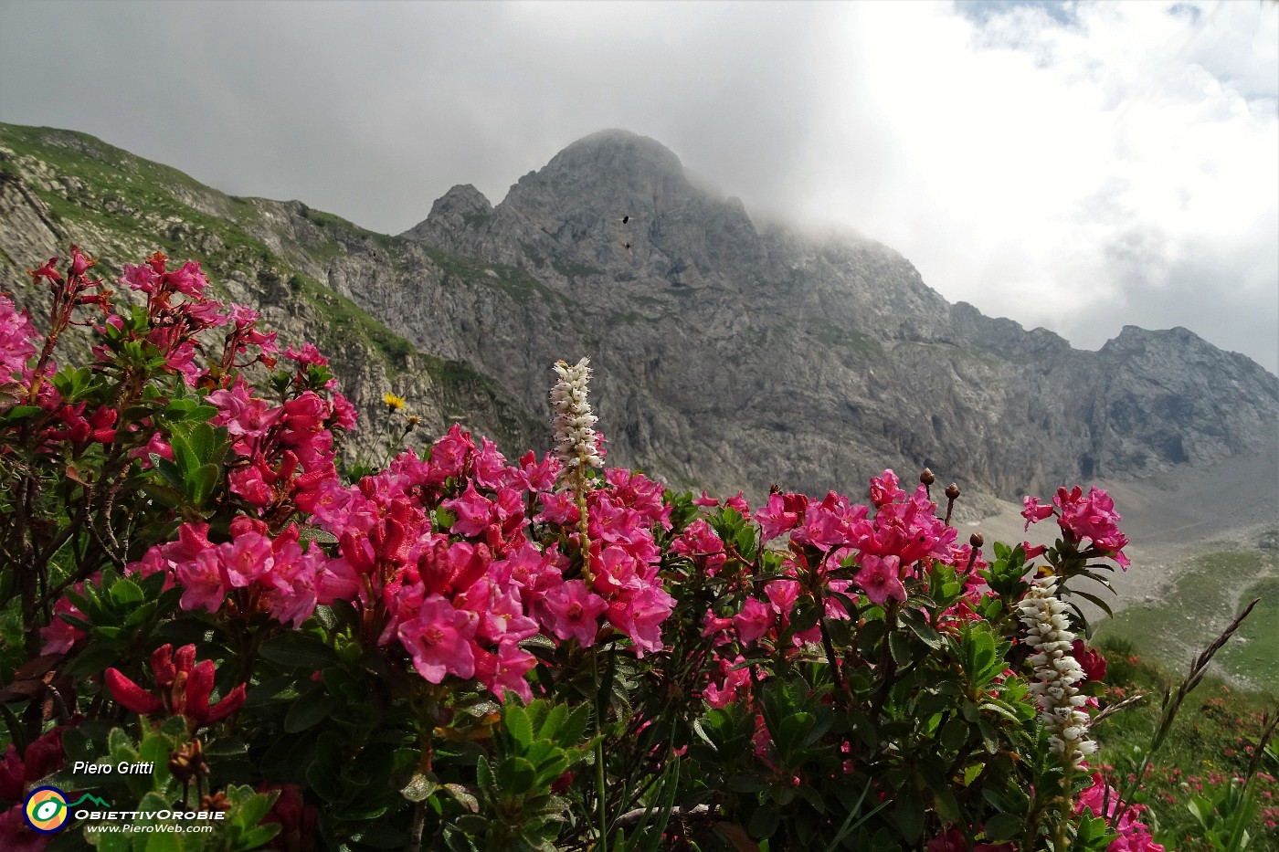 75 Rododendro irsuto (Rhododendron hirsutum) con Corna Piana.JPG -                                